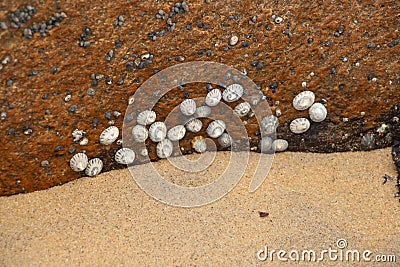 Seashells found washed up on beach Stock Photo