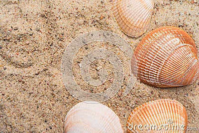 Seashells on a golden beach sand Stock Photo