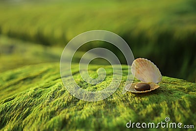 Seashells on green mossy rock Stock Photo