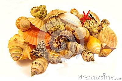 Seashells isolated Stock Photo