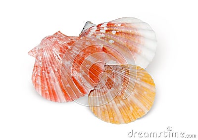 Seashells isolated Stock Photo