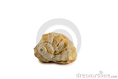 Seashells isolated on white background Stock Photo