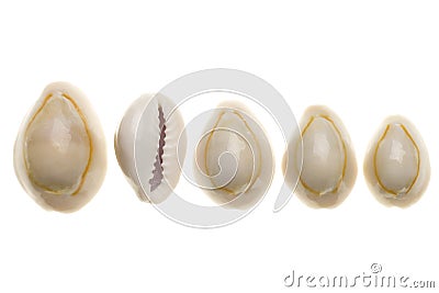 Seashells isolated on white background Stock Photo