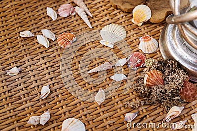 Seashells Stock Photo