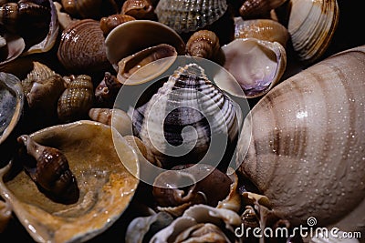 Seashells. Mollusk shells. Seashell background. Texture of the shells. Seashell background. Colorful sea shells as Stock Photo