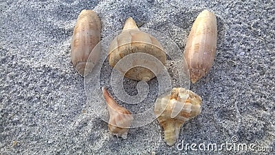 Seashells on the New Smyrna Beach, Florida Stock Photo