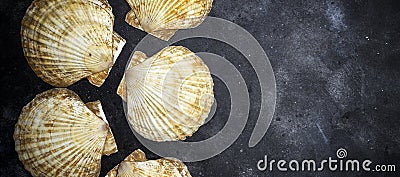 Seashells ocean shell on a dark stone background. The texture of seashells ocean shell . Copy space Stock Photo