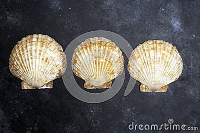 Seashells ocean shell on a dark background. The texture of seashells ocean shell Stock Photo