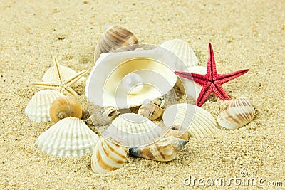 Seashells,pearl, starfish on sand holiday sea Stock Photo