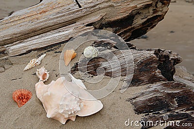 Seashells resting on Driftwood Stock Photo