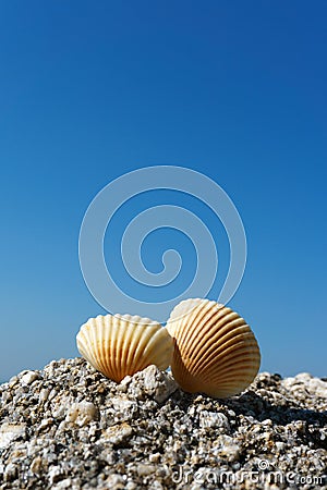 Seashells on rock Stock Photo