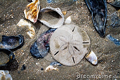 Seashells and Sand Dollar at Botany Bay Beach Stock Photo