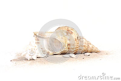 Seashells on sand isolated on white bakcground Stock Photo