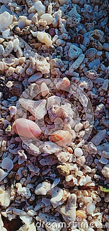 seashells sand pattern background Stock Photo