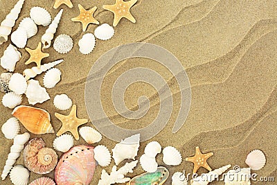 Seashells on Sandy Beach Stock Photo