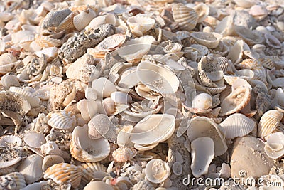 Seashells on a sandy ocean beach Stock Photo