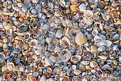 Seashells on the sea coast Stock Photo