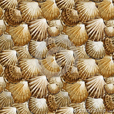 Seashells seamless pattern. marine watercolor background. sea underwater life. Cartoon Illustration