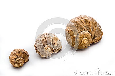 Seashells isolated object photography Stock Photo