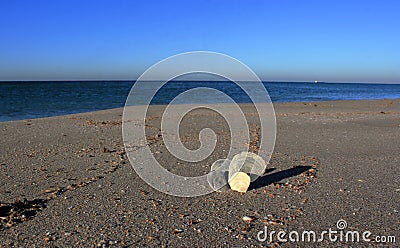 Seashells on the seashore on the sand, Stock Photo
