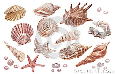 seashells shells marine nature water world wild nature Hand drawn watercolor illustration. Set isolated on white Cartoon Illustration