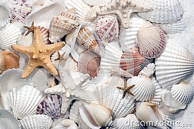 Seashells & Starfish Stock Photo