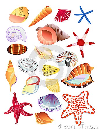 Seashells and starfish Vector Illustration