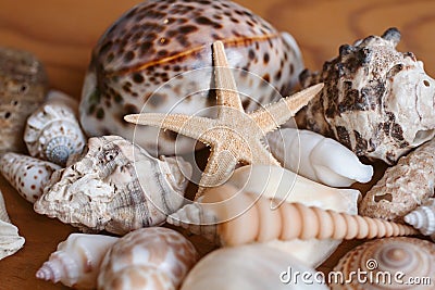 Seashells and starfish background. Many different seashells piled together. Ocean life. Stock Photo