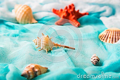 Seashells and starfish on cian background Stock Photo