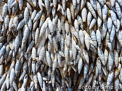 Seashells stuck on rock Stock Photo