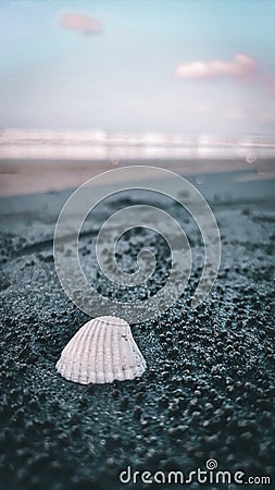 Seashells swept away by the waves to stranded on the sandy beach. Stock Photo