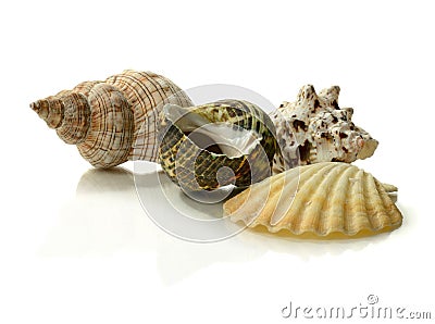 Seashells Stock Photo