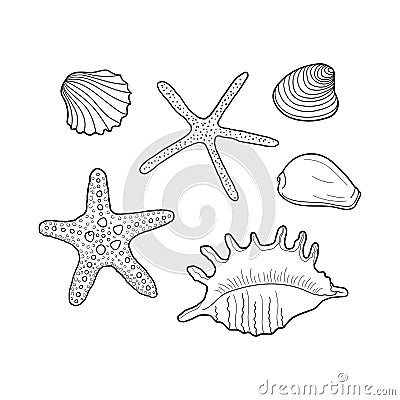 Seashells vector set. Collection of shells different forms. Hand-drawn illustrations of engraved line. Marine set. Design element Vector Illustration