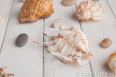 Seashells on white wood, sea vacation background Stock Photo