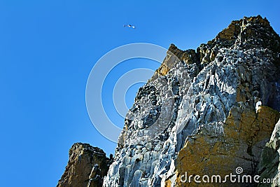 seashore colony of birds Stock Photo