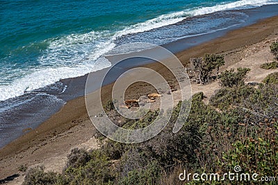 Seashore landscape with a lot of wildlife at peninsula Valdes, Patagonia, Argentina Stock Photo