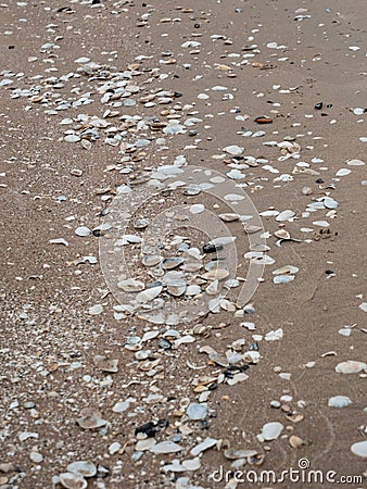 Seashore Symphony: Discovering the Hidden Charms of Petite Beachside Shells Stock Photo