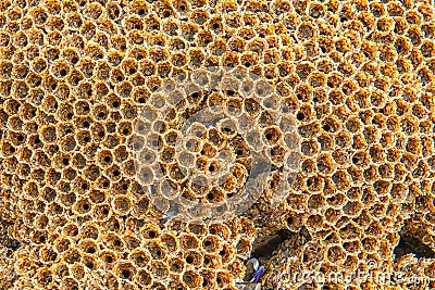 Seaside Honeycombe Stock Photo