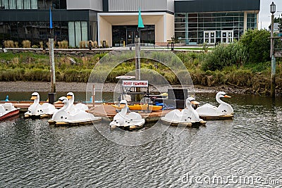 Swan paddleboat boat rentals available, to paddle along the Neawanna Creek and Necanicum River Editorial Stock Photo