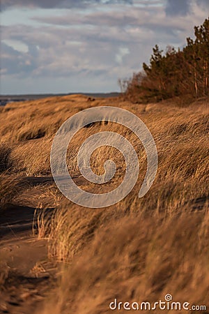 Seaside shore view of sea weed near baltic sea shore shaking in strong wind Stock Photo