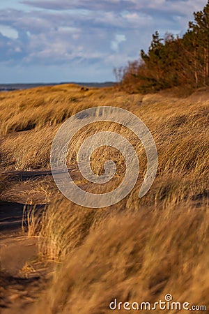 Seaside shore view of sea weed near baltic sea shore shaking in strong wind Stock Photo