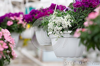 Season of blooming plants, beautiful spring and business in hothouse Stock Photo