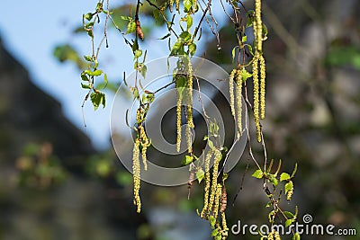 Seasonal allergy - birch tree blossom, pollen Stock Photo