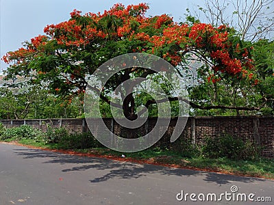 Seasonal beauty at Anwara, Chittagong. End of Summer pic Stock Photo