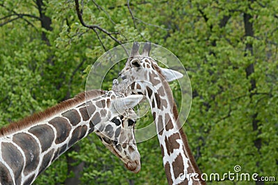 African Giraffe Interaction Stock Photo