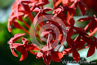 Seasonal flower Stock Photo