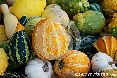 Seasonal gourds Stock Photo