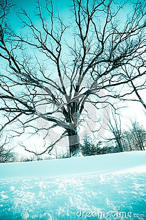 Beautiful bare branches winter tree on snowy day Stock Photo