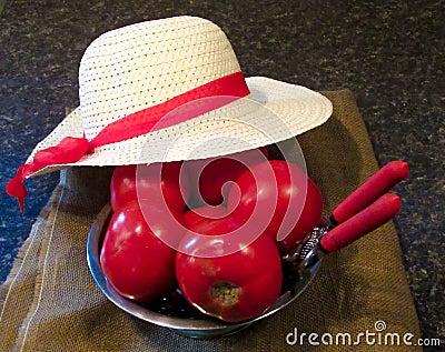 Seasonal Tomatoes Brought In Stock Photo