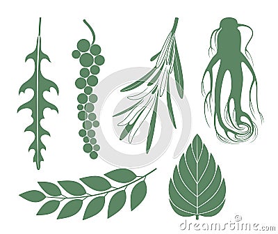 Seasoning. Plant Vector Illustration